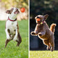 🐶🎾 ¡OFERTA 50% OFF! Pelota Inteligente Interactiva para Mascotas – Diversión Automática y Juego Sin Fin 🐾✨