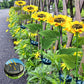 🌻 NU 50% KORTING! 🌞 Zonnebloem tuinlamp op zonne-energie – LED-verlichting & realistisch ontwerp ✨
